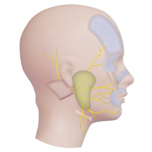 Chirurgie ORL 